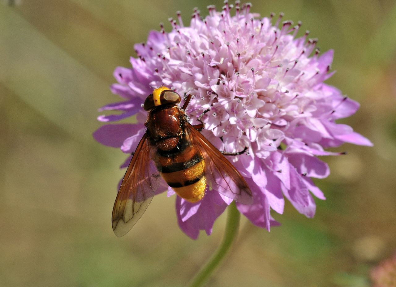 Volucella zonaria (Syrphidae)